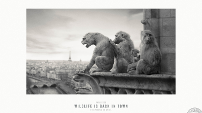 【ADS】パリ動物園のキャンペーン広告［Wildlife back in Paris］を紹介します。