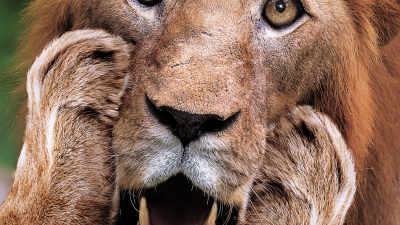 【ADS】オーストラリアの［アデレード動物園］のハロウィン企画の広告